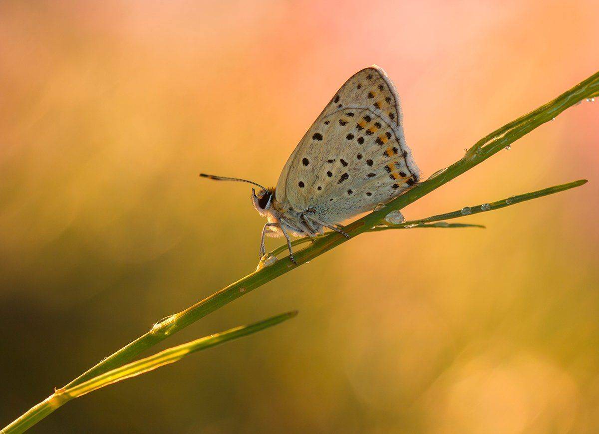 , Pawel Plucinski