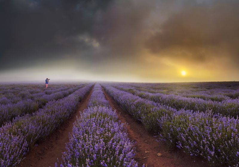 Fog over lavander field  фото превью