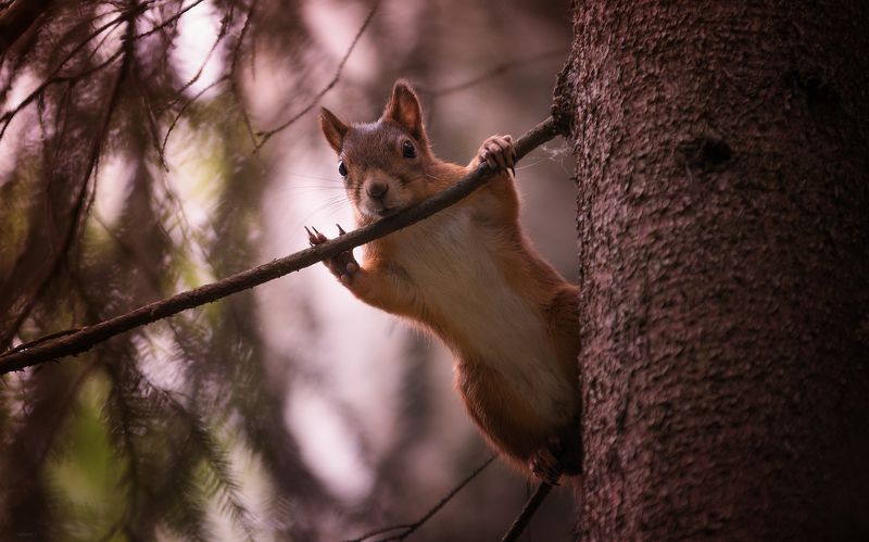 Привет фото превью