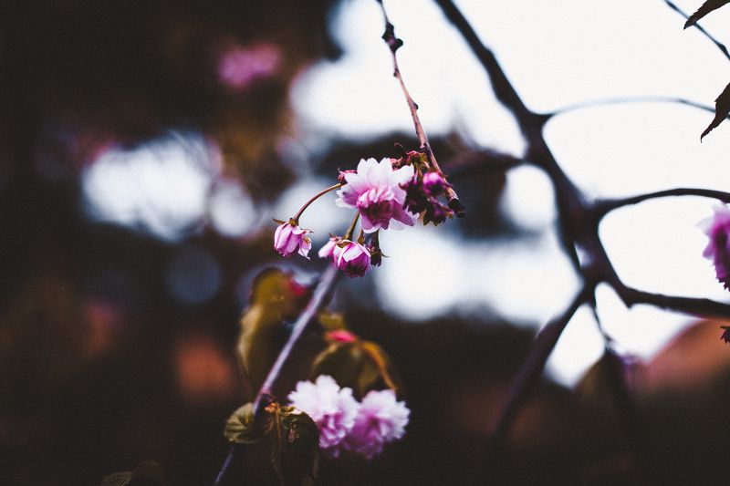 ботанический сад, макро, цветы, зелень, природа, сакура, боке Сакура фото превью