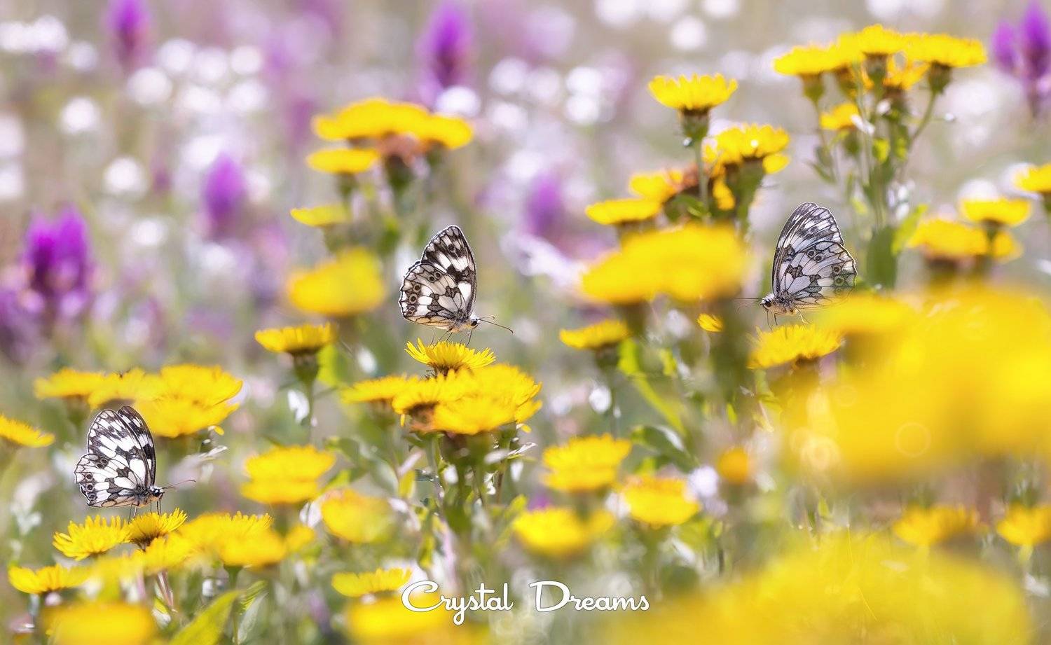 crystal dreams, macro, summer, color, art, nature, butterfly, Татьяна Крылова