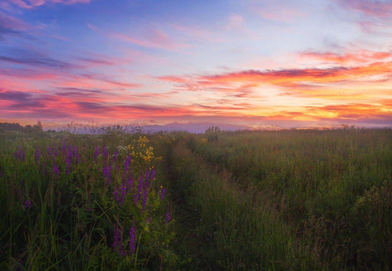 фото, природа, закат, после дождя, лес, поле, туман, Екатерина
