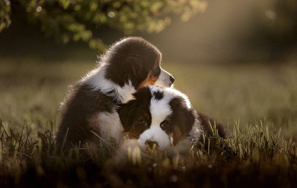 животные, природа, собаки, щенки, аусси, Оксана Серова