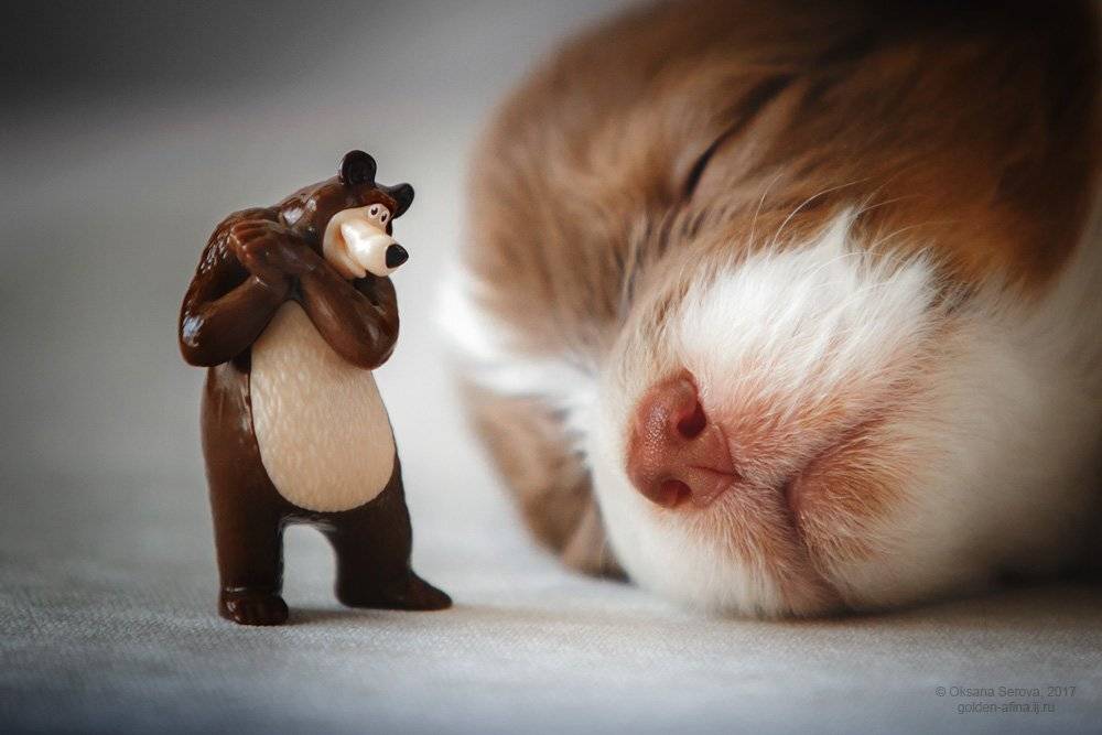 щенки, сон, аусси, сладость, Оксана Серова