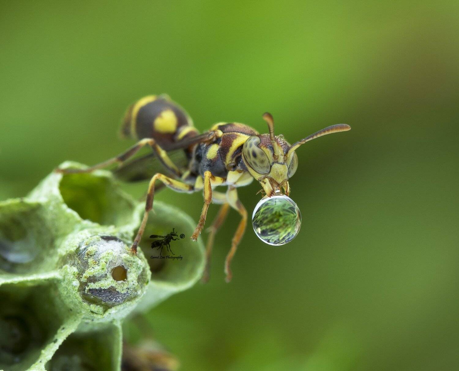 #macro#wasp#waterbubble#reflection#colors, Choo How Lim