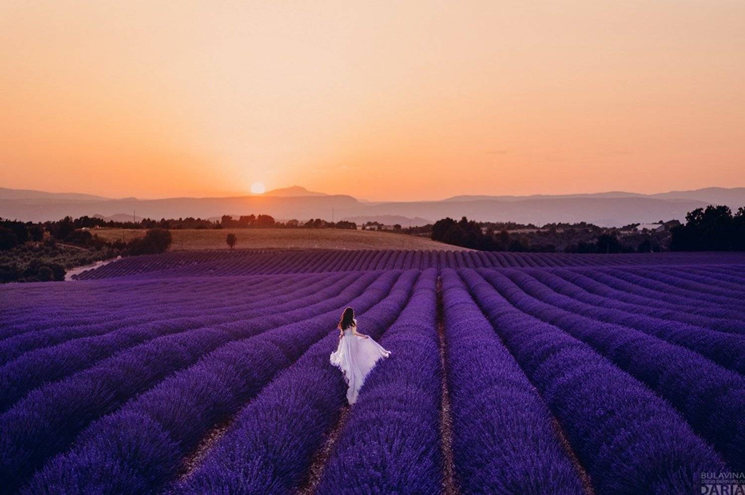лавандовое поле,  лаванда,  прованс, франция, , Дарья Булавина