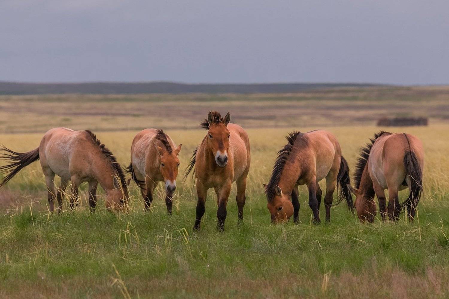 заповедныйпояс, отураладобайкала, photojourneysru, лошадь, пржевальского, оренбургский заповедник, оренбуржье, предуральские степи, Кирилл Уютнов