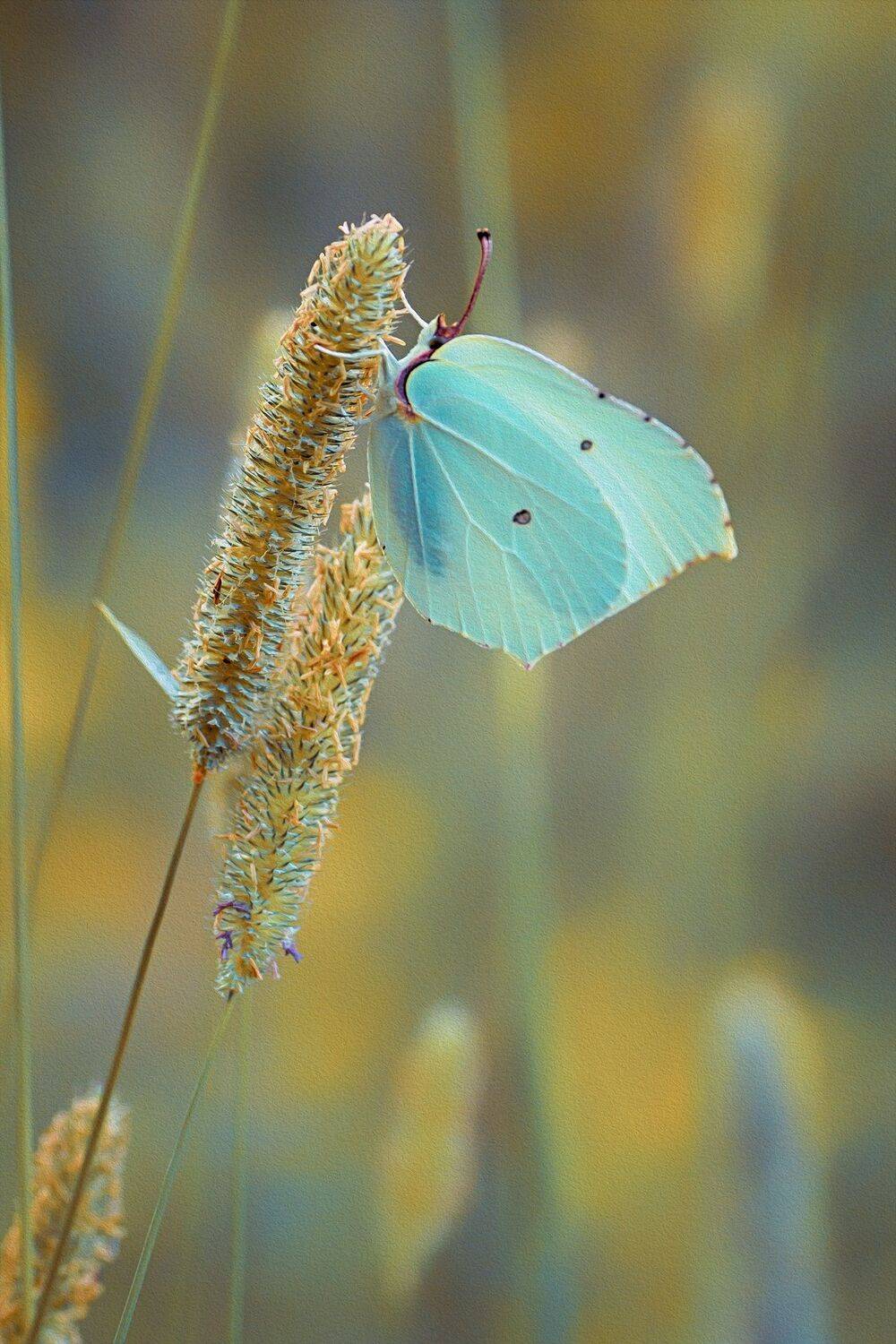 бабочка,цветы, желтый, лапки, цвет, Юрий Котов