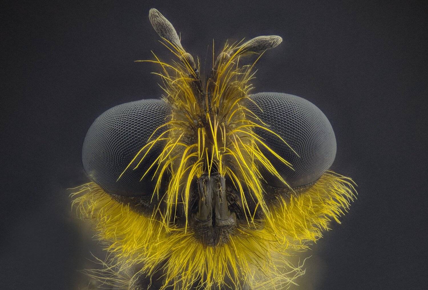 ceclii,macro,lgg4, extrememacro,  макро, Tsvetan Ganev