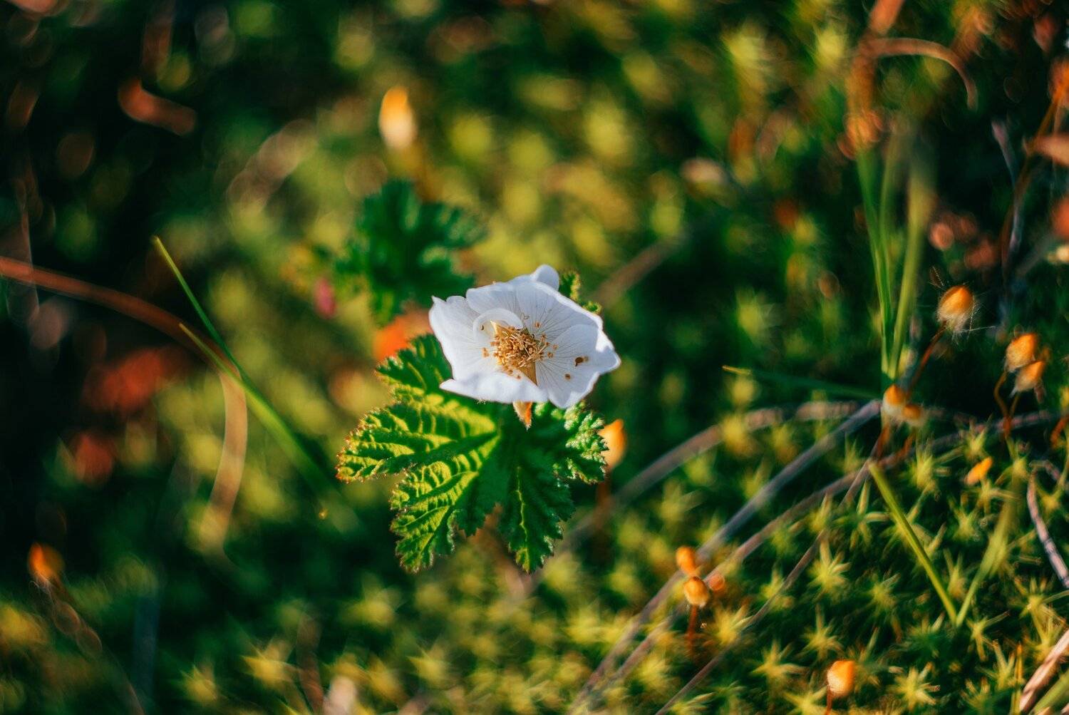ямал , сибирь, макро, салехард ,морошка , ямал, Настя Братка