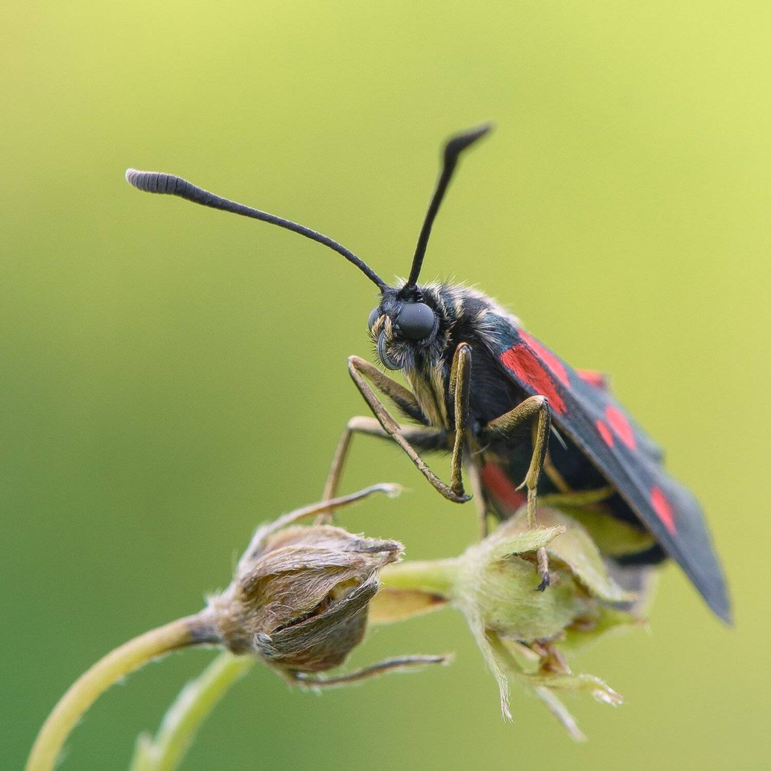, Кузнецов Дмитрий