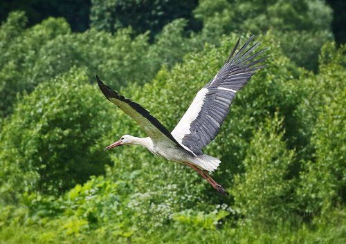 Встреча с аистом