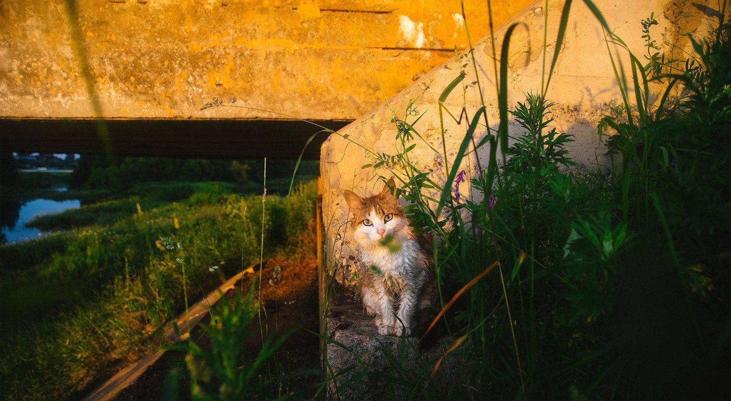 устый, кот, россия, дунилово, Воробьёв Евгений