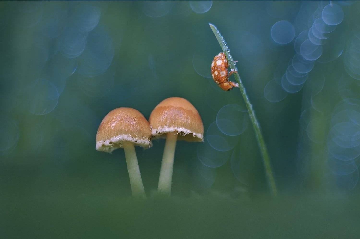 грибы, природа, макро, Александр Гвоздь