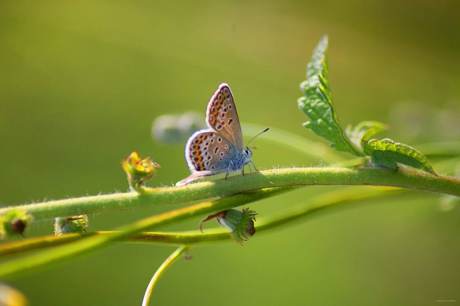 , Лозгачев Алексей