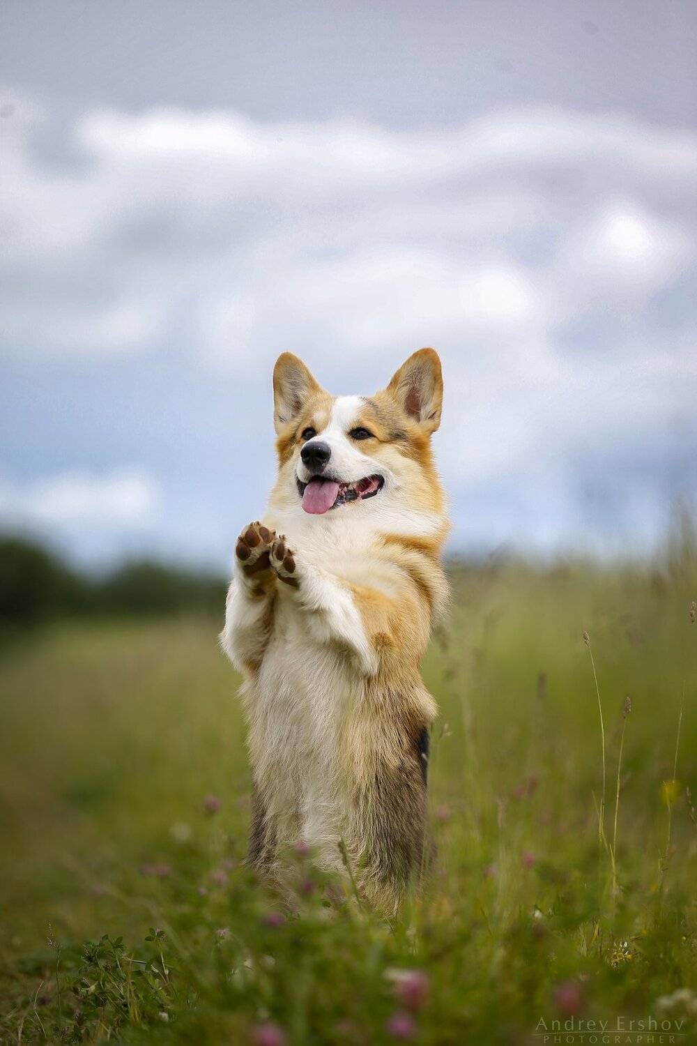 , Андрей Ершов