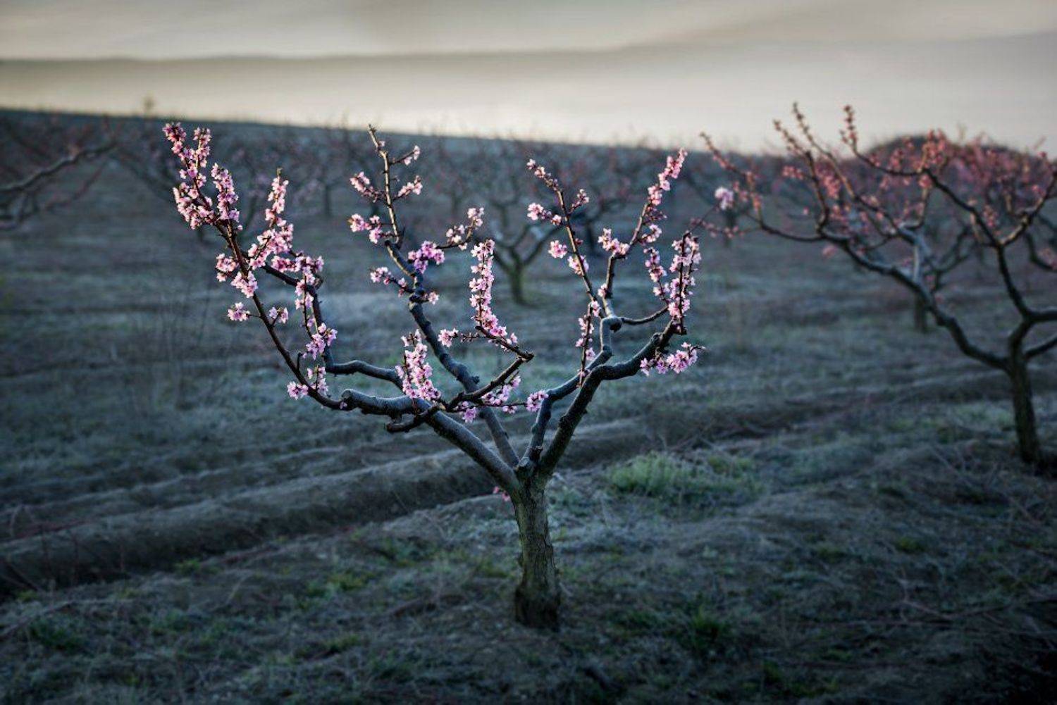 крым, апрель, цветение персика, Андрей Гусаченко