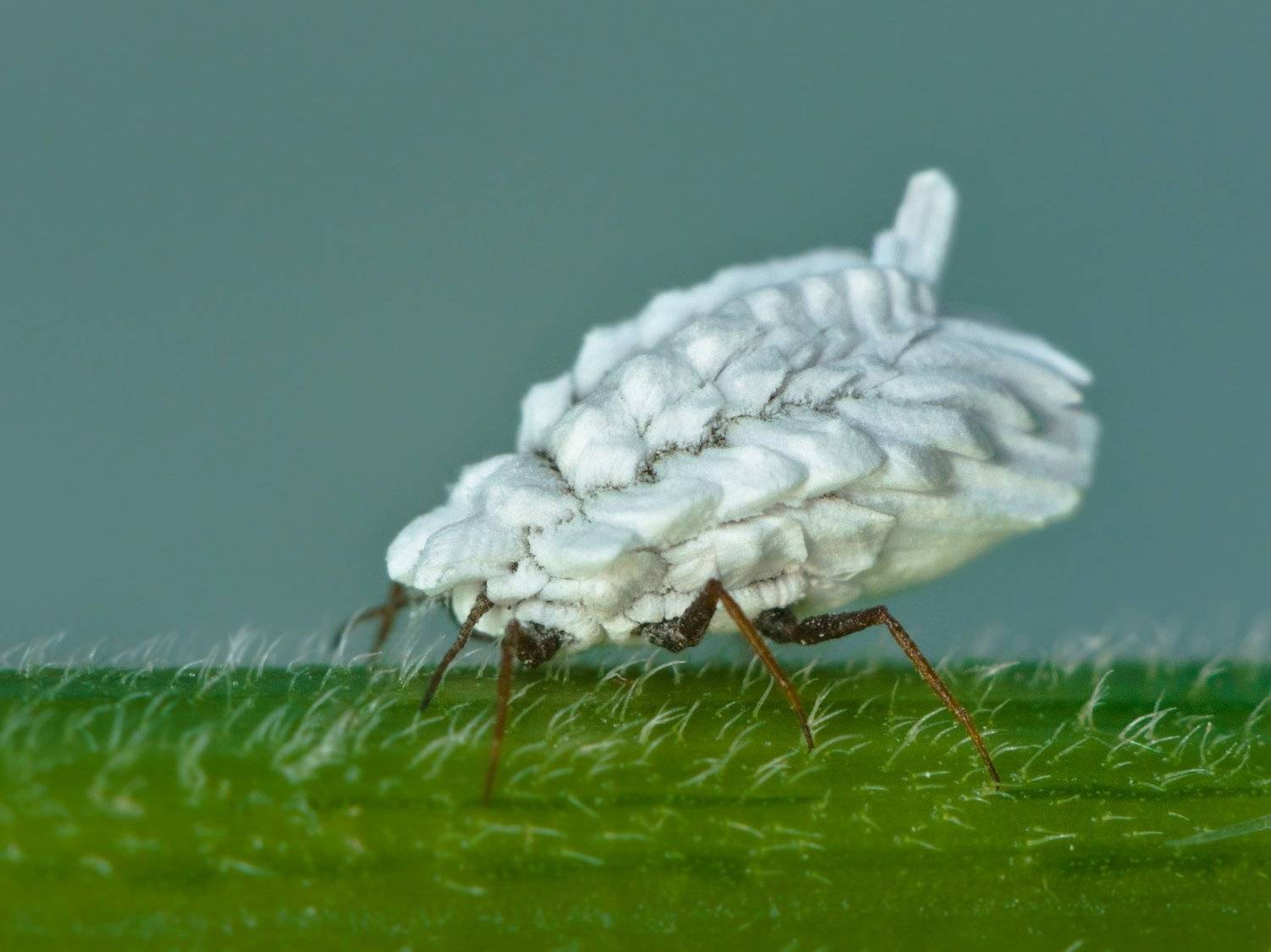 Orthezia urticae, насекомое, крапивный червец, зефир, супер макро, крапива, стебель, белый, , Ксения Соварцева