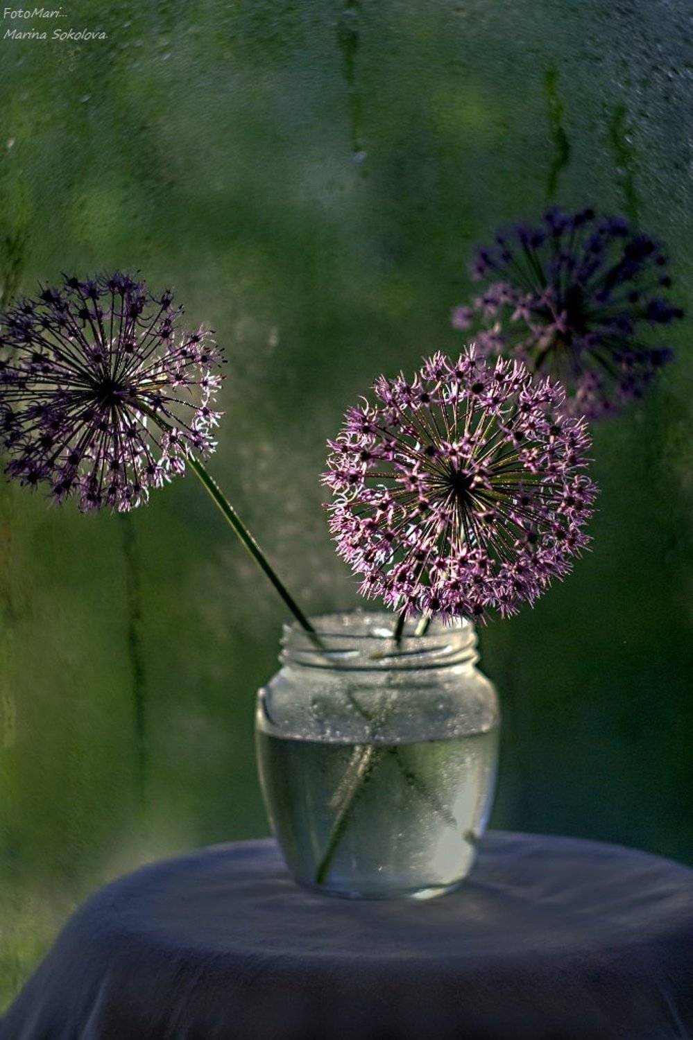 , Марина Соколова