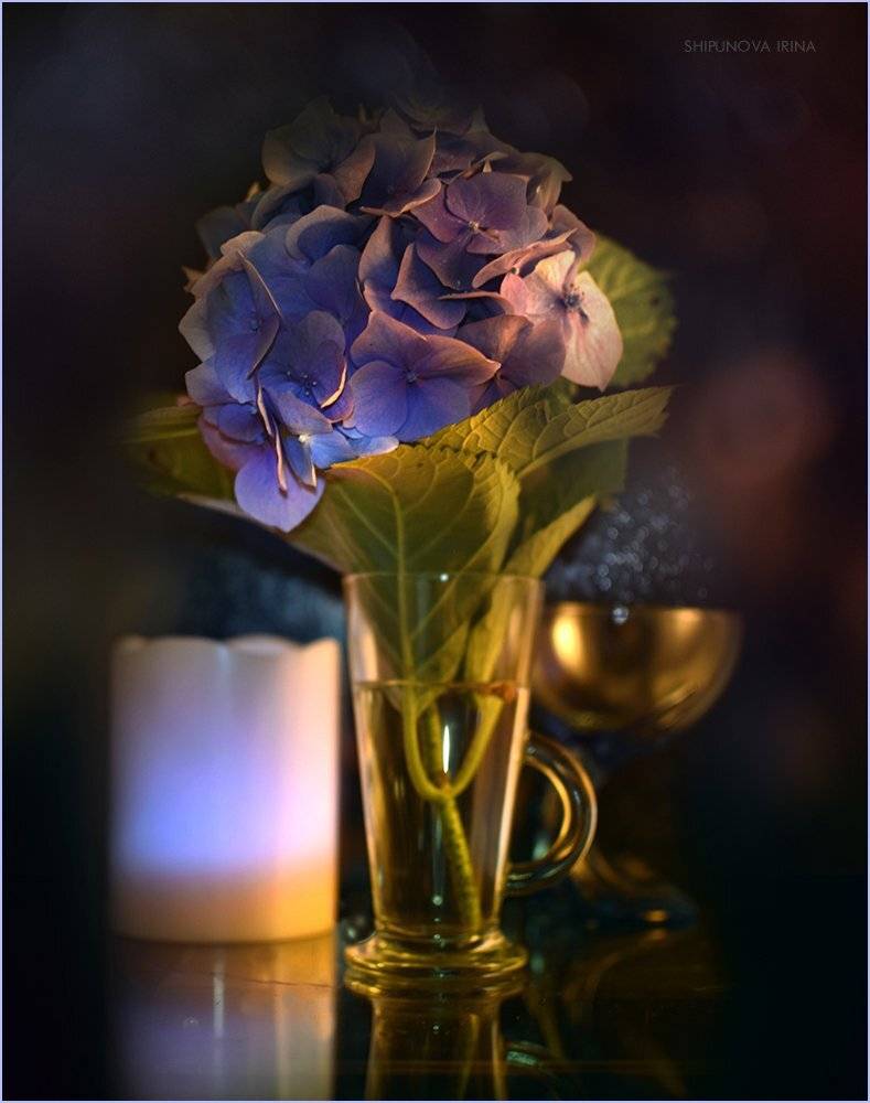 , Шипунова Ирина