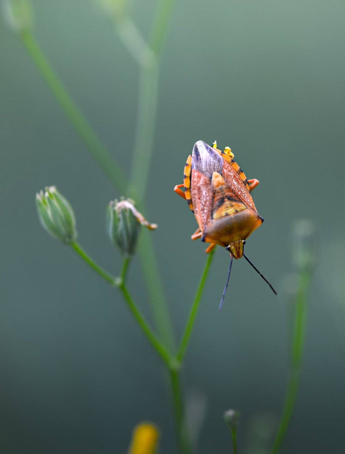 природа, макро, насекомое, клоп, Неля Рачкова