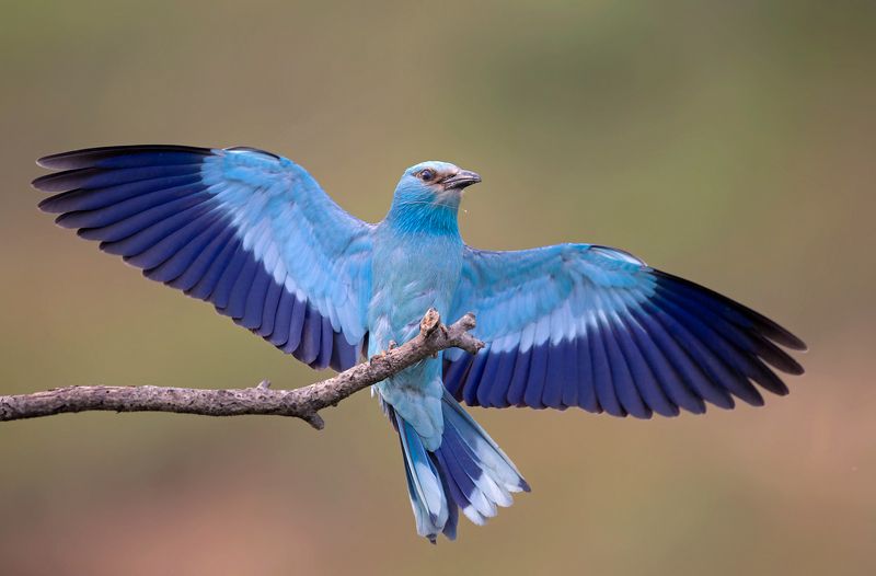 european roller фото превью