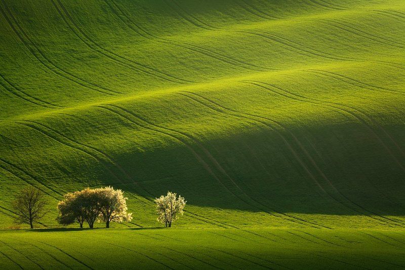 czech republic, bohemia, czech, south moravia, moravia, moravian tuscany, tschechische republik, südmähren, mähren, europe, flowers, blooming trees, spring trees, tree, grove, green, brown, field, evening field, spring field, evening, evening light, count Moravian waves фото превью