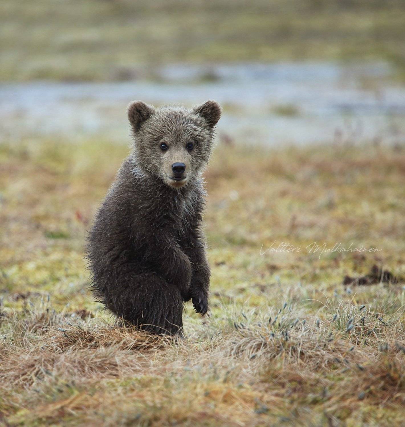 , Valtteri Mulkahainen