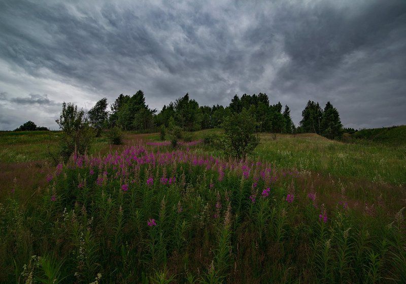 иван-чай, пейзаж, небо, облака, цвет Иван-чай фото превью