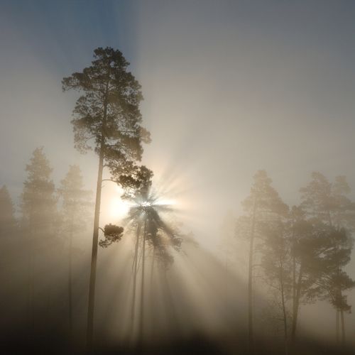 Ночь пройдет, наступит утро ясное... Солнце взойдет!