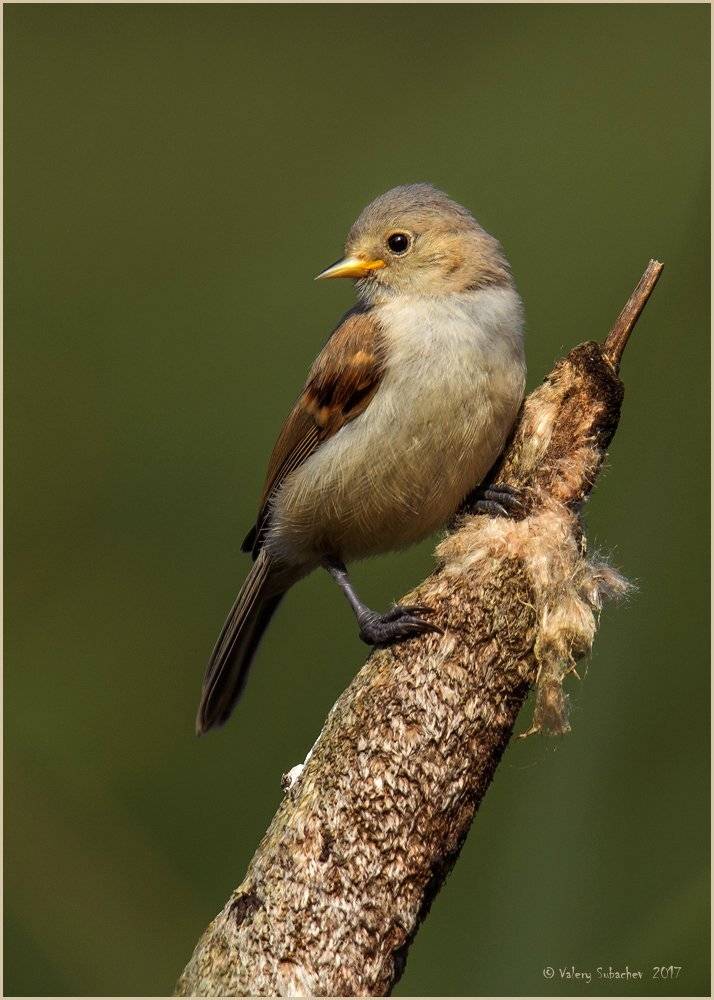 , Валерий Субачев