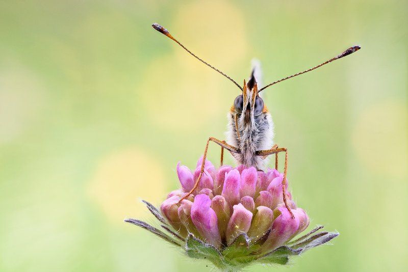 melitaea фото превью