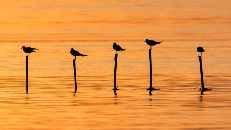 gold, birds, seaguls,  Golden Hour  фото превью