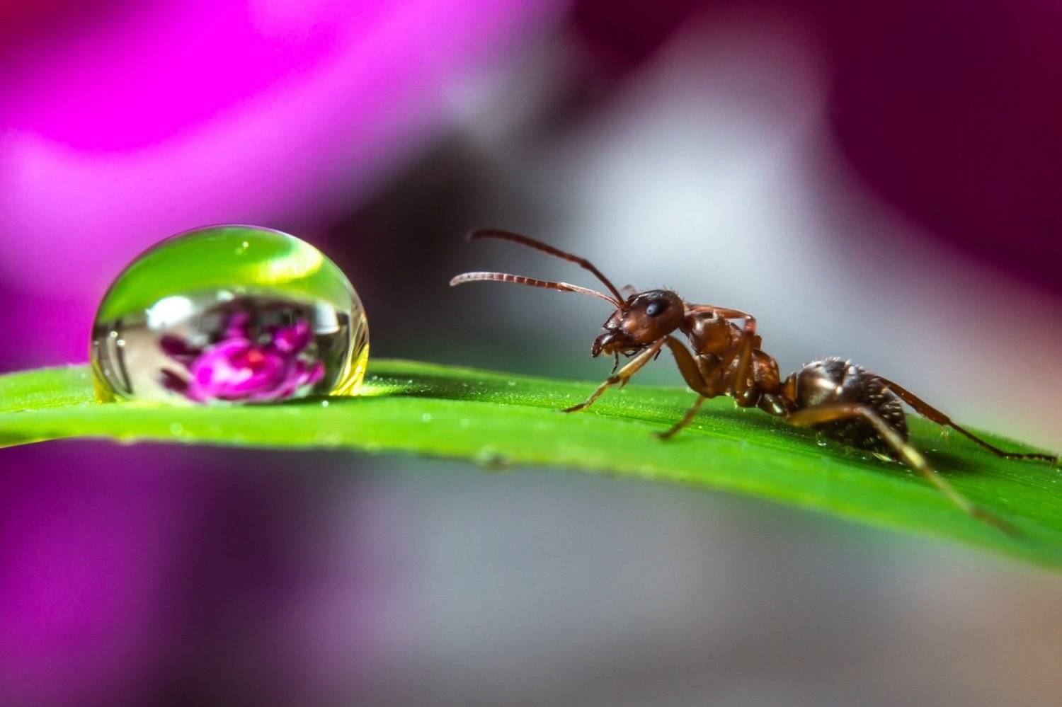 , Алёна Газукина