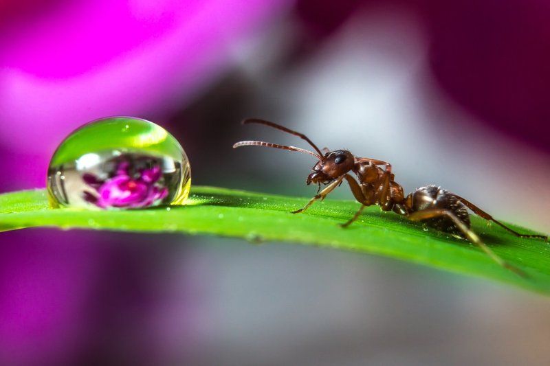 Муравей и капля... фото превью
