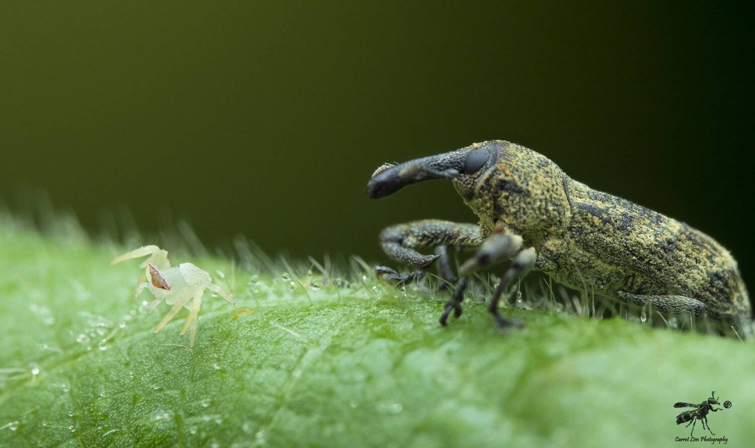 #macro#spider#longnosebeetle#colors, Choo How Lim