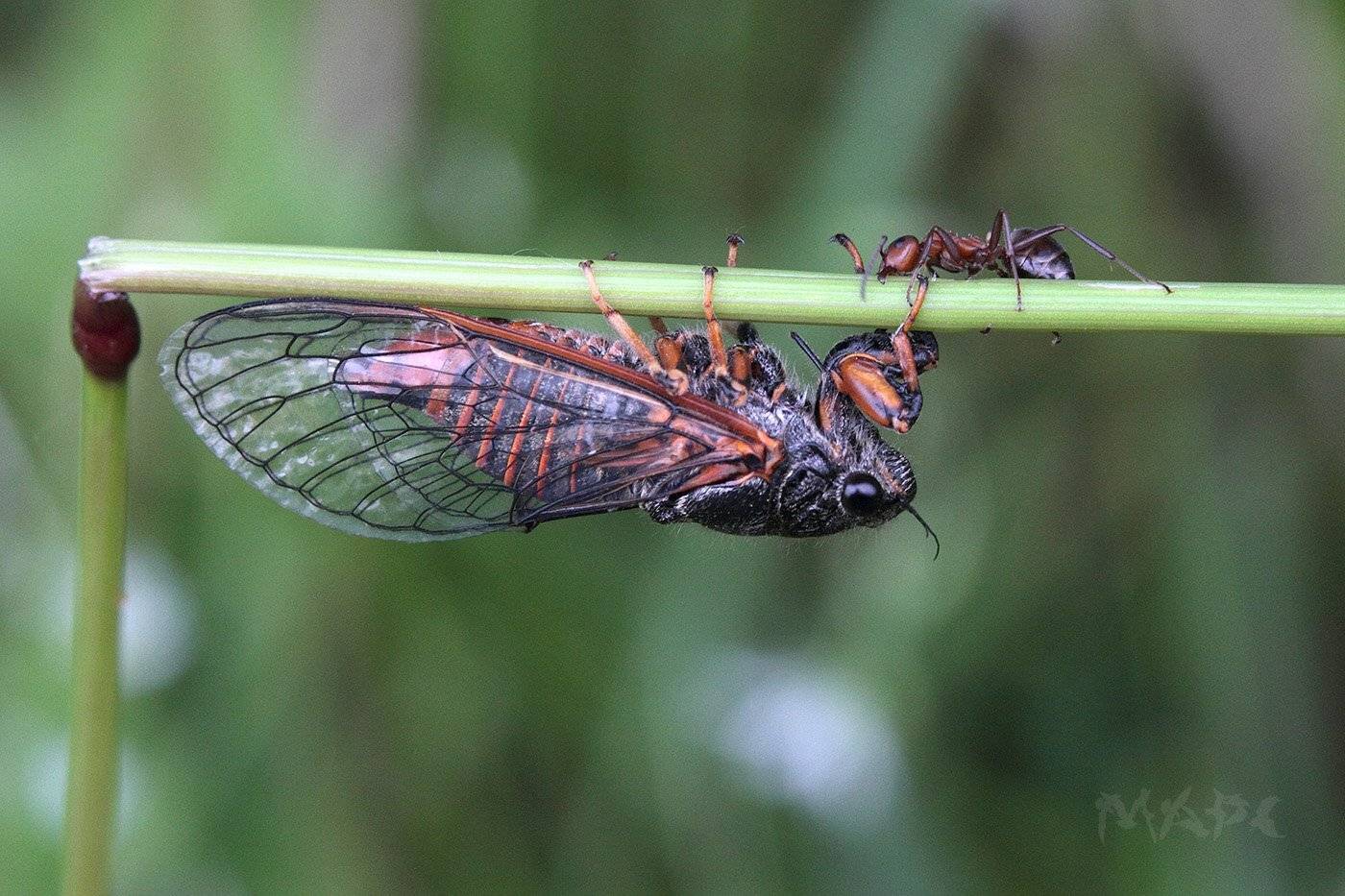 макро, насекомые, горная, цикада, муравей, Шангареев Марс