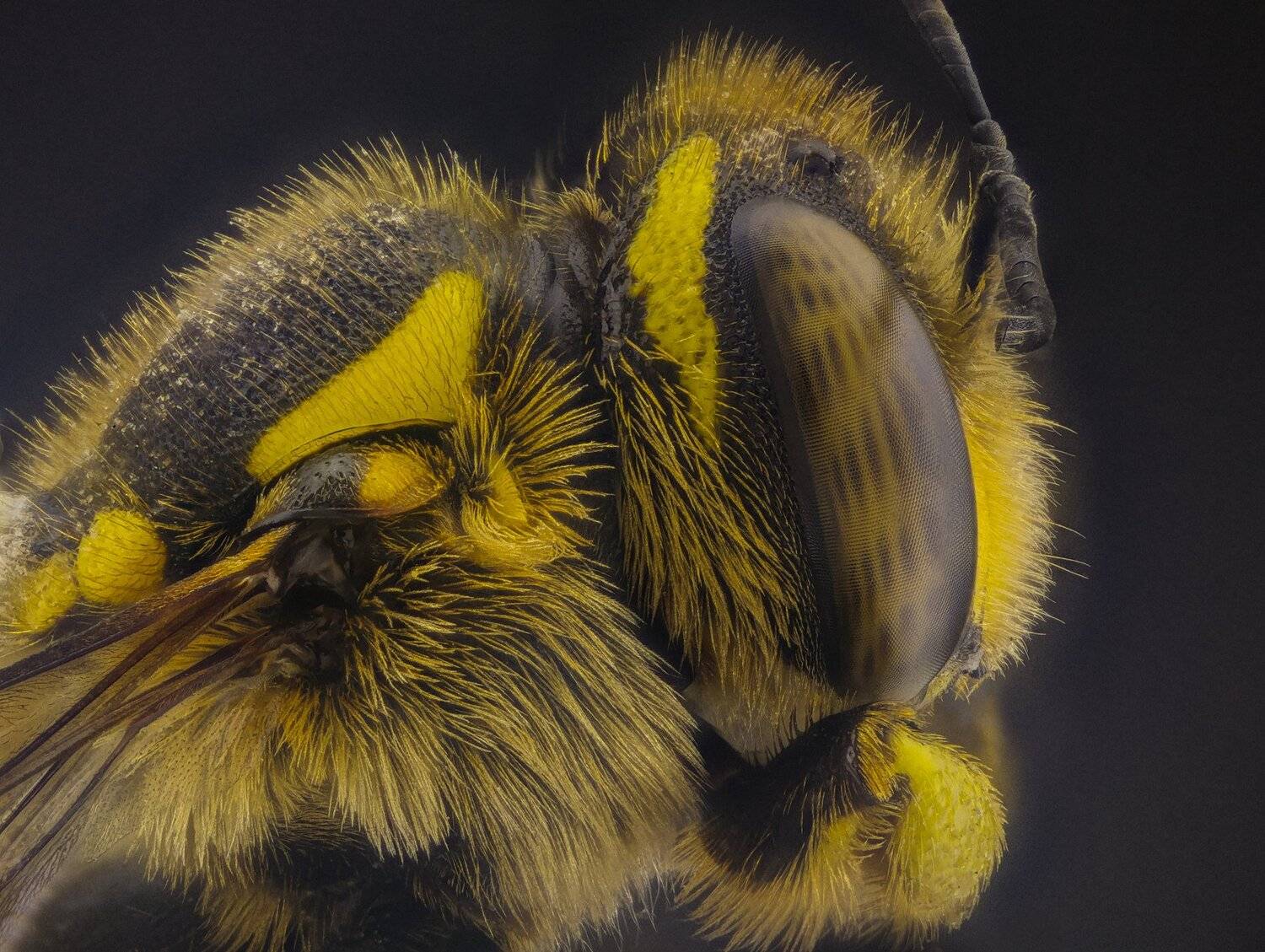 ceclii,macro,lgg4, extrememacro,  макро, Tsvetan Ganev