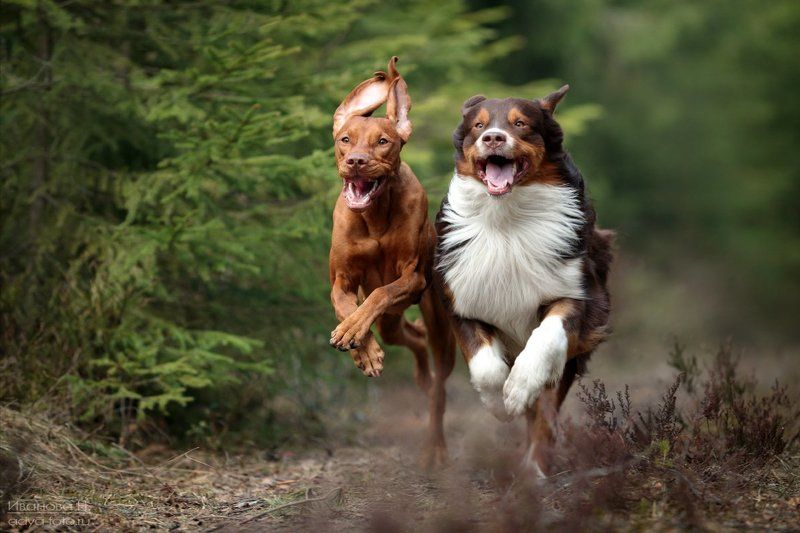 Две маленькие лошадки фото превью