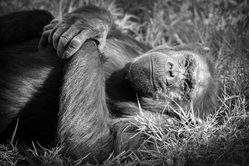 Шимпанзе фото превью