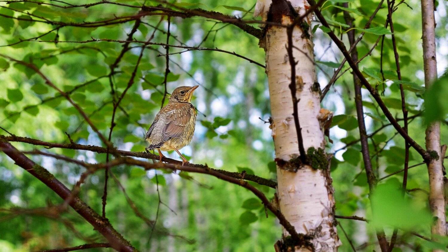 , Александр Потапов