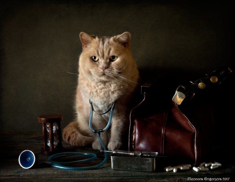 кот, врач, доктор, медик, любовь, мурлыка, ласка, натюркотики Доктор Кот фото превью