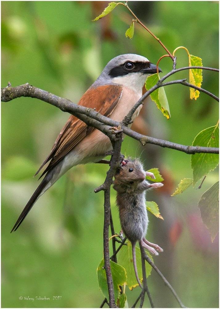 , Валерий Субачев