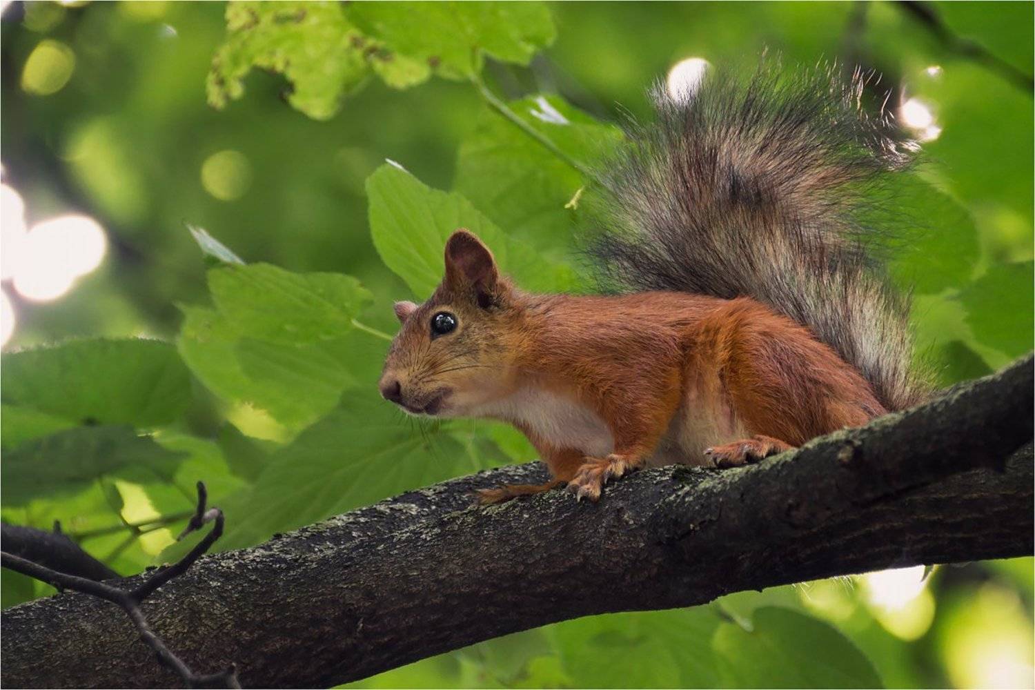 животные, белки, Куликова Ирина