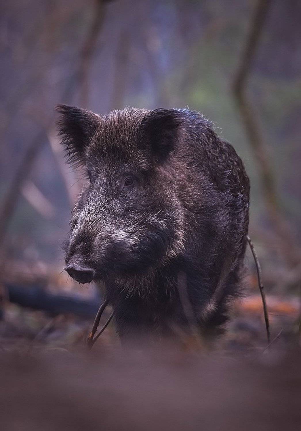 , Вячеслав Мищенко