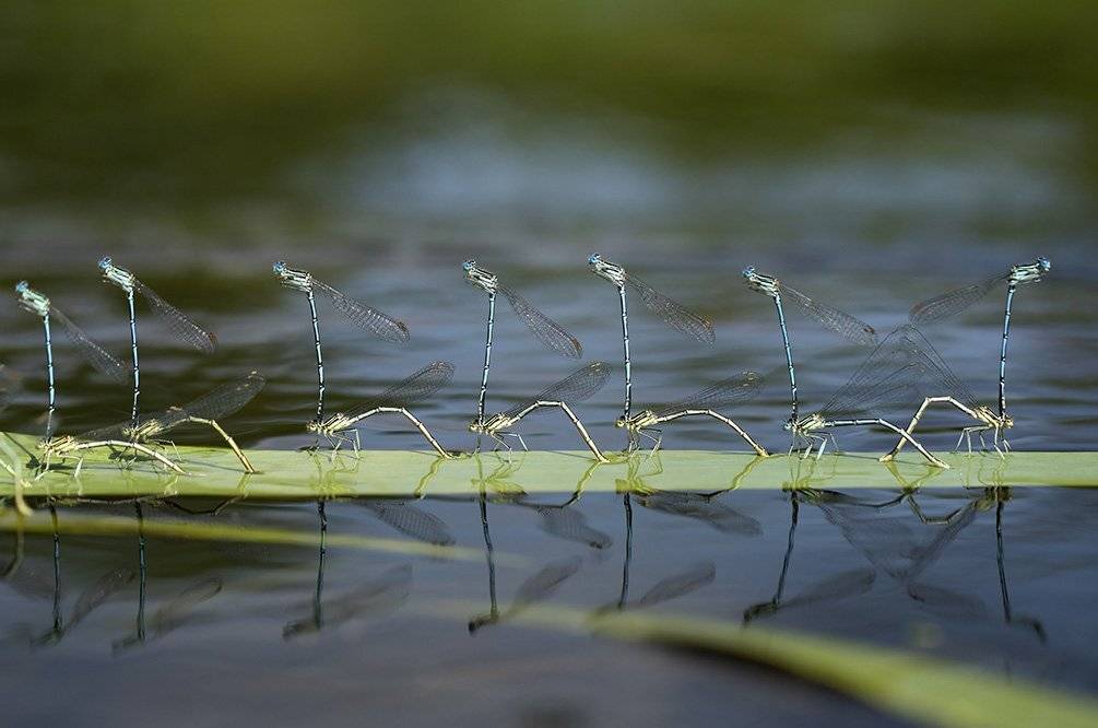 , Иваненко Светлана