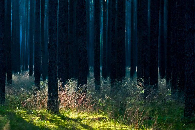 BORY TUCHOLSKIE фото превью