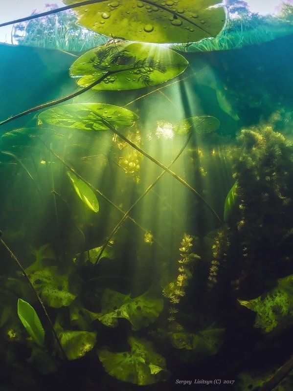 Здесь рыба есть, но ее не видно. фото превью