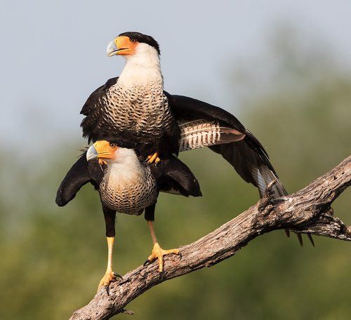Каракара -Caracara couple mating