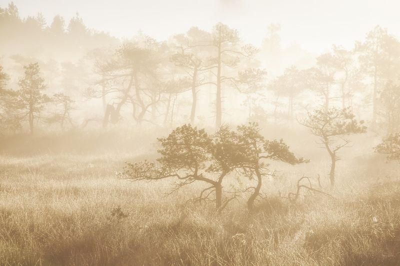 болото туман латвия Kemeri фото превью